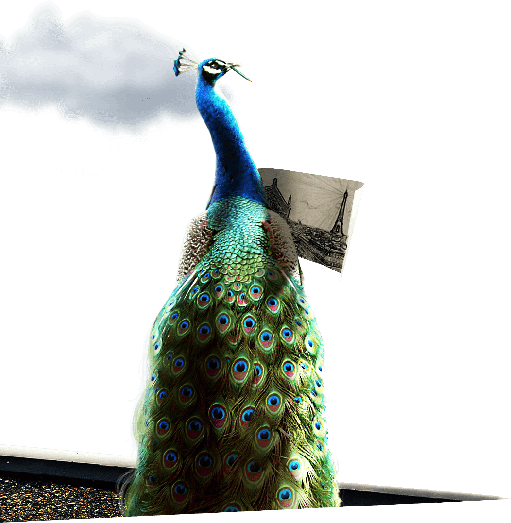 Hero bird